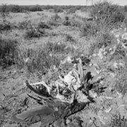  The nature, frequency and consequences of collisions by large terrestrial birds with power lines in South Africa. Copyright: A Jenkins, AVISENSE Africa