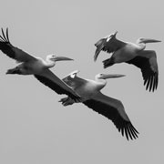 Radar tracking as a means to predict Great White Pelican collision rates with a proposed wind farm on the Cape West Coast. Copyright: A Jenkins, AVISENSE Africa