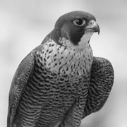 Population ecology of Cape Peninsula Peregrines. Copyright: A Jenkins, AVISENSE Africa
