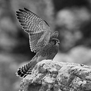 Population ecology of Rock Kestrels on the Cape Peninsula. Copyright: A van Zyl, AVISENSE Africa