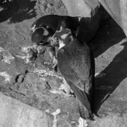 Conservation biology of the Taita Falcon. Copyright: A Jenkins, AVISENSE Africa